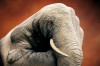 Sore Mihalache va fi pictata live de catre artistul Guido Daniele